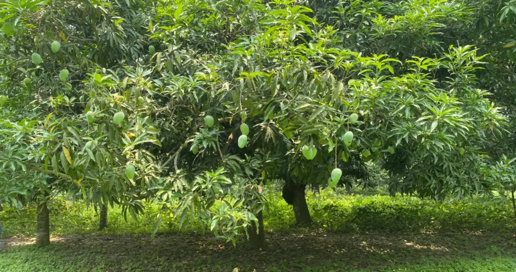 malda mango - malda aam