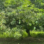 malda mango - malda aam