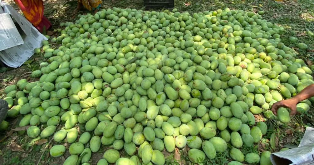 malda mango - malda aam